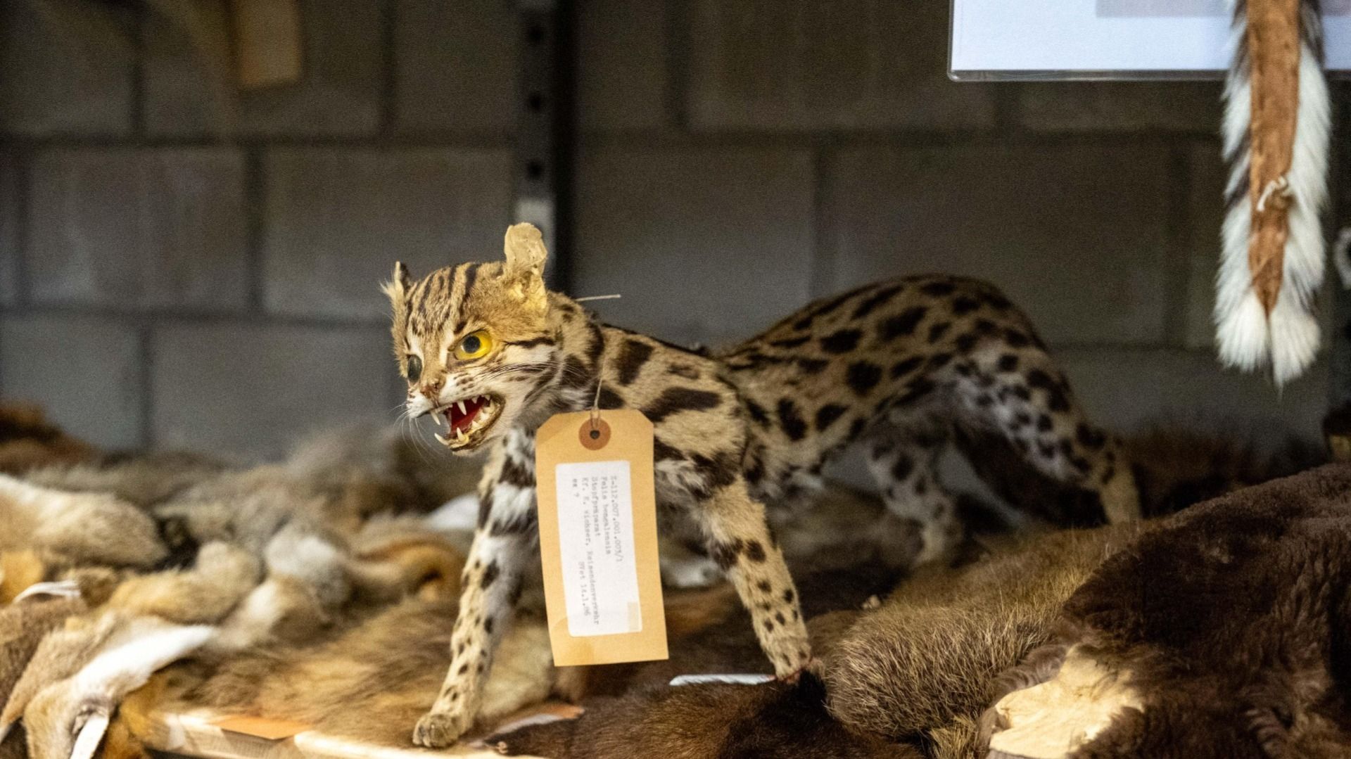 Un ocelot empaillé avec ses dents exposées est posé sur une étagère dans un entrepôt. La pièce est remplie de textures et de couleurs de fourrures variées.