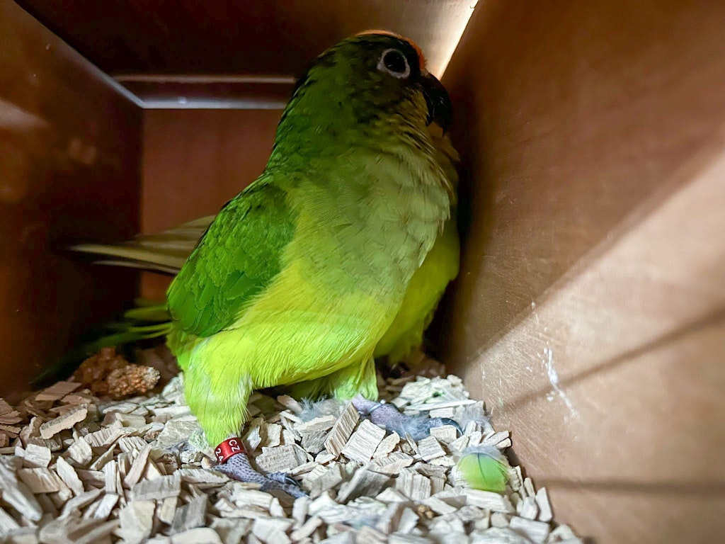 Un perroquet vert est assis dans une boîte en bois sur des copeaux de bois. L'oiseau porte une bague rouge à la patte.  