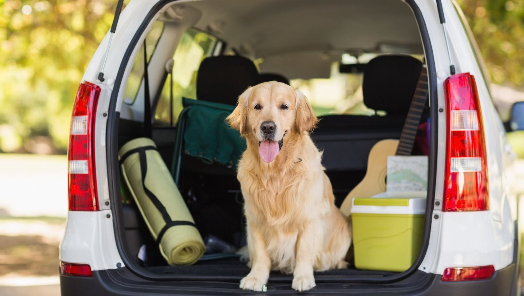 Un chien est assis dans le coffre d'une voiture, entouré d'équipement de camping et d'une guitare. 