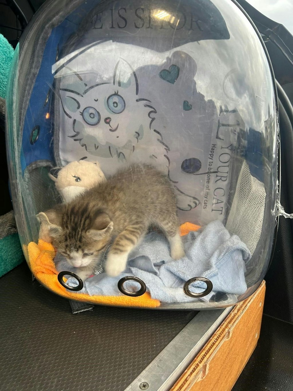 Un petit chat se trouve dans une boîte de transport transparente. La boîte est tapissée d'une serviette et a une image de dessin animé d'un chat à l'arrière.