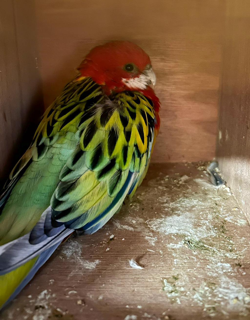 Un perroquet coloré avec des plumes rouges, vertes et jaunes vives est assis dans une boîte en bois. L'oiseau regarde sur le côté et l'environnement est légèrement sale.  