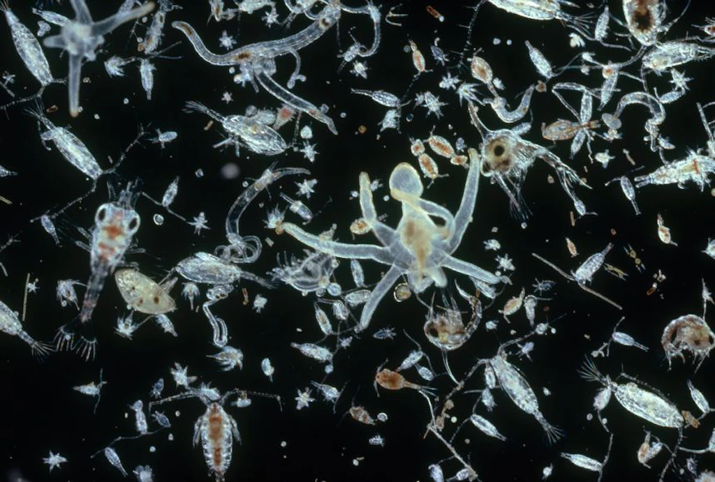  Différents types de plancton sont visibles au microscope. L'image montre de nombreux petits organismes transparents sur un fond noir. La diversité des formes et des structures est clairement perceptible.