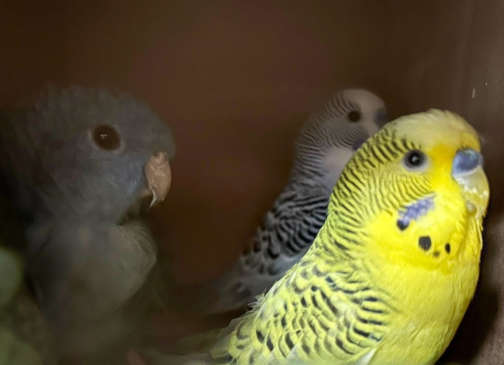 Trois perruches de différentes couleurs, dont une jaune, une bleue et une grise. Elles sont proches les unes des autres et regardent dans différentes directions.  