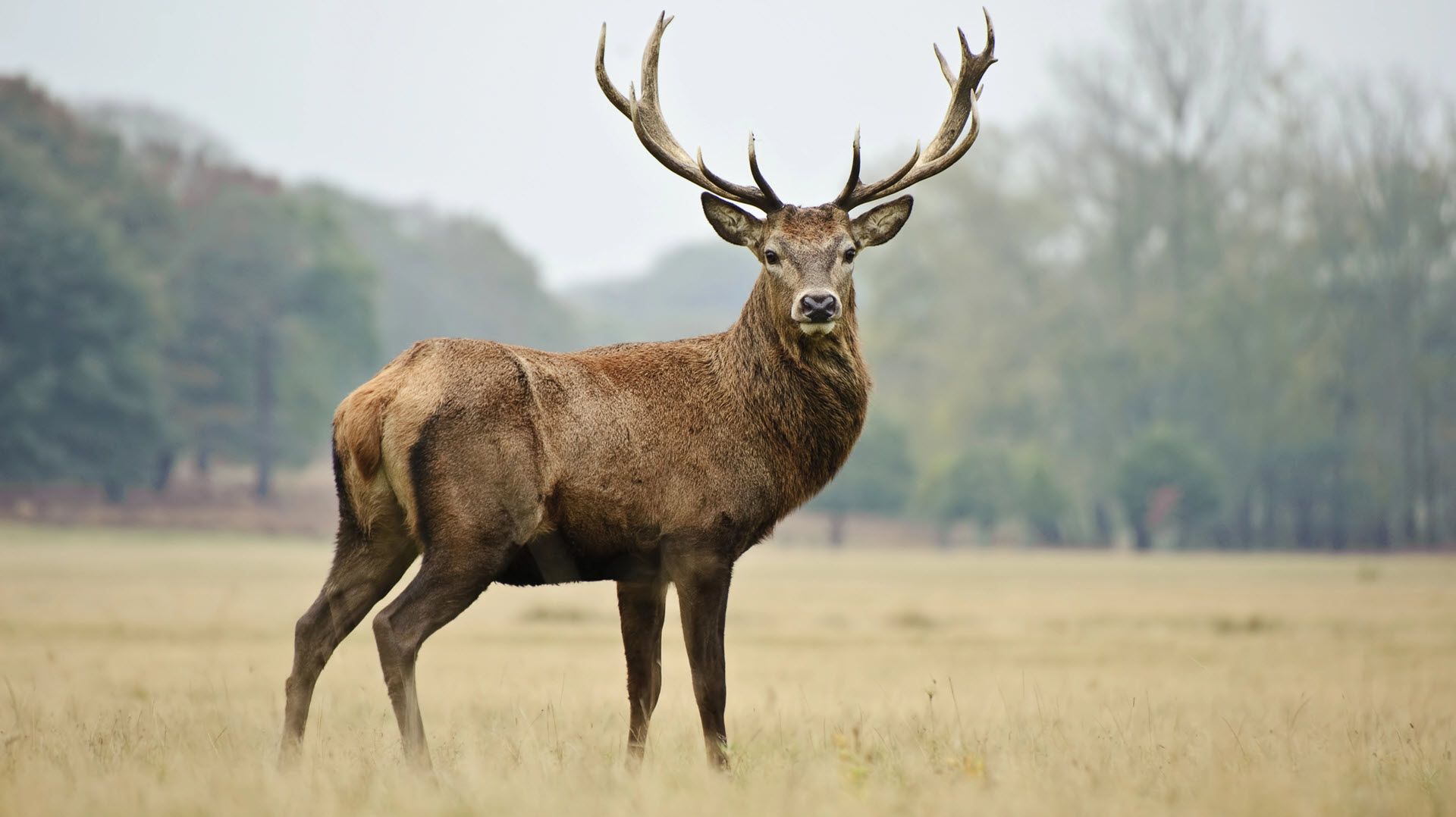 Un cerf se tient dans un champ ouvert avec des arbres en arrière-plan. Il a de grands bois et regarde directement la caméra.