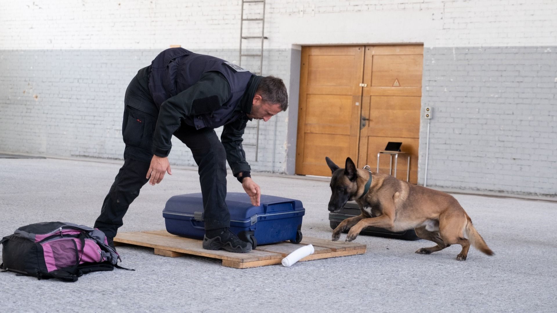 Un homme s'entraîne avec un chien policier dans un hall. Le chien saute sur une plateforme avec une valise.  