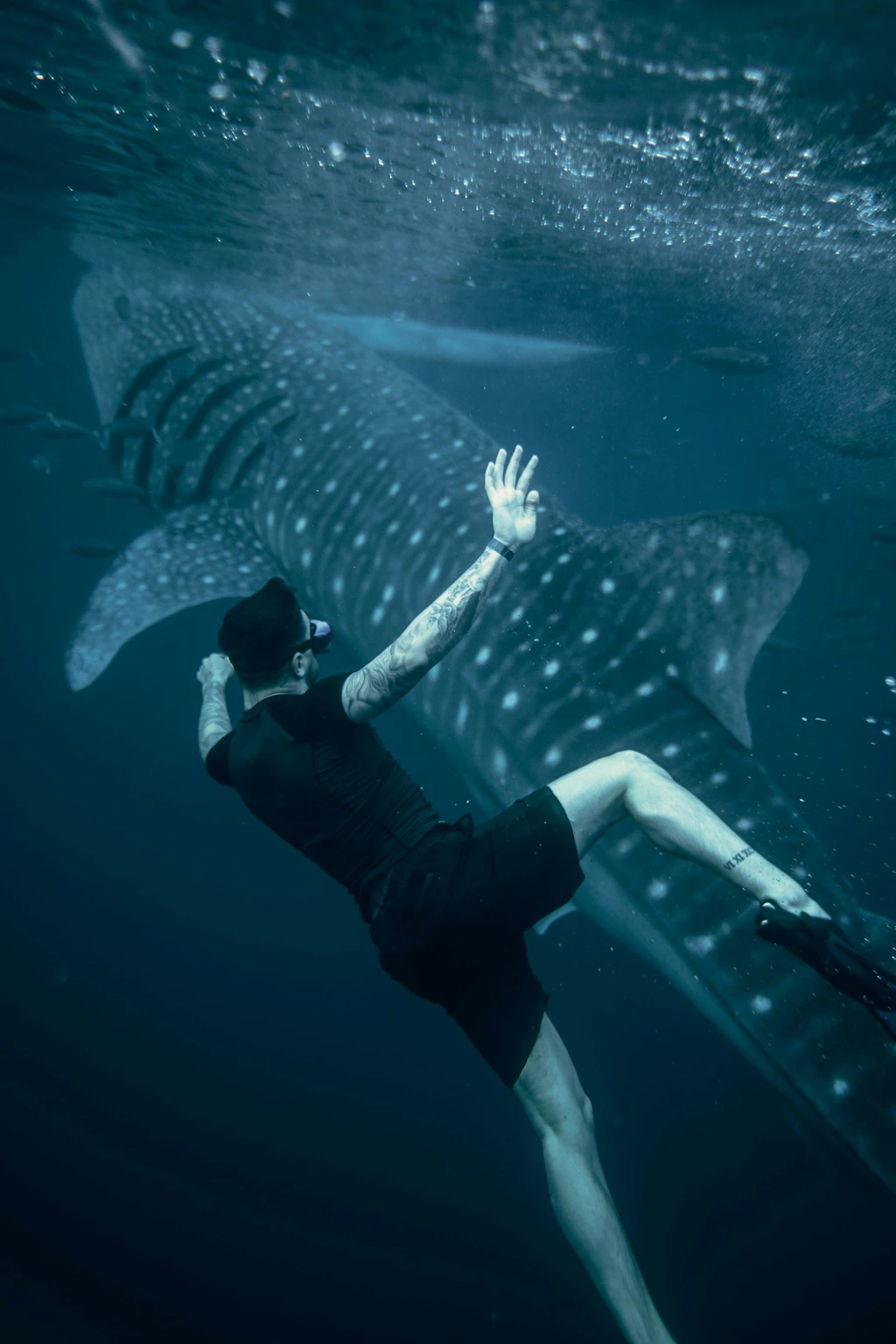 Un plongeur nage sous l’eau à côté d’un grand requin-baleine. La scène met en évidence la taille impressionnante de l’animal par rapport à l’humain. L’eau est claire et bleue, avec quelques poissons en arrière-plan. 