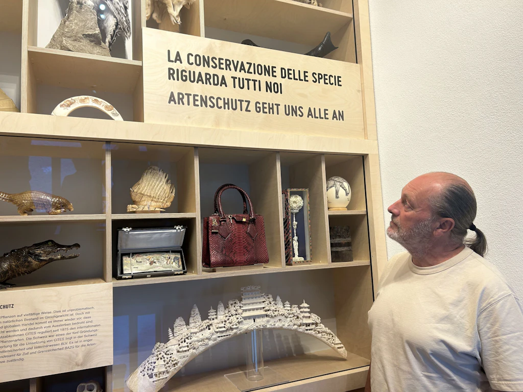 Un homme regarde une vitrine contenant des objets saisis fabriqués à partir d'espèces protégées. On y voit notamment un sac en cuir de crocodile, un éventail en ivoire, des animaux empaillés et d'autres objets. Un panneau met en avant l'importance de la protection des espèces.