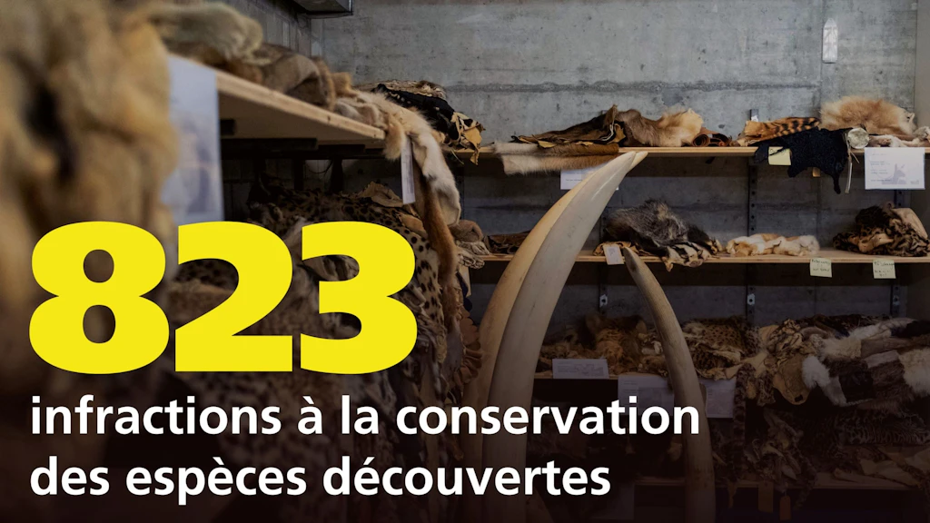 L’image montre des peaux d’animaux et de l’ivoire saisis dans un entrepôt. Le grand chiffre jaune 823 et le texte « infractions à la conservation des espèces découvertes » mettent en avant le nombre d’infractions constatées. L’image traite du commerce illégal d’espèces protégées.