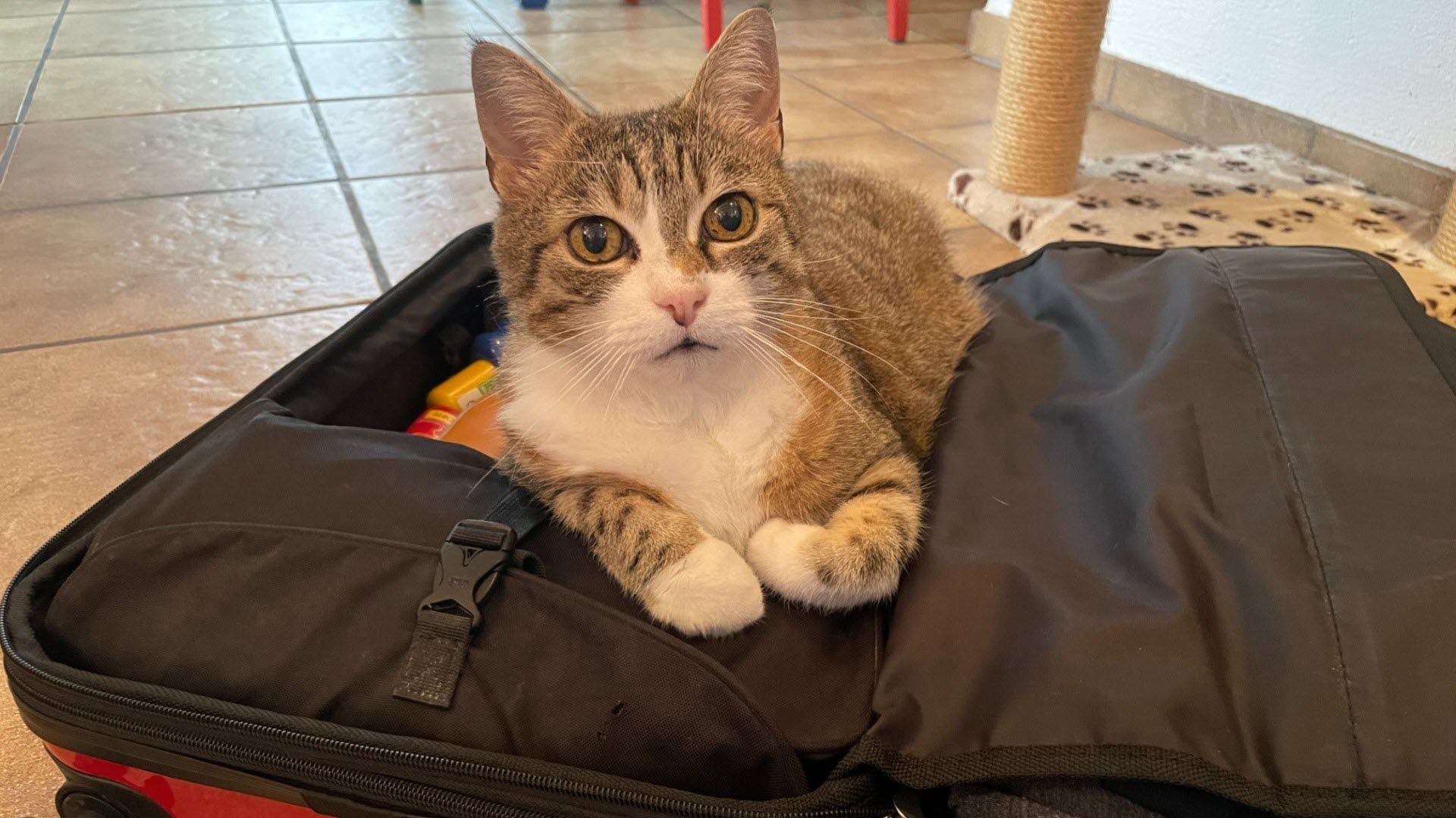 Un chat tigré est allongé dans une valise ouverte sur le sol.  