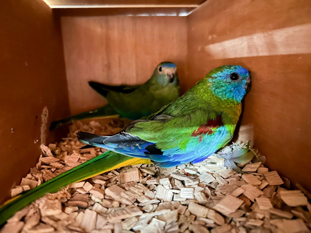 Deux perroquets colorés sont assis dans une boîte en bois sur des copeaux de bois. L'un des oiseaux a des plumes vertes et bleues éclatantes.  