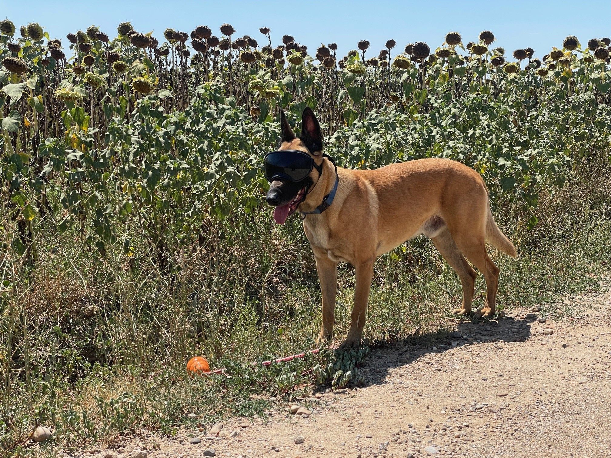 De la Douane Sud à la mission à l’étranger pour Frontex