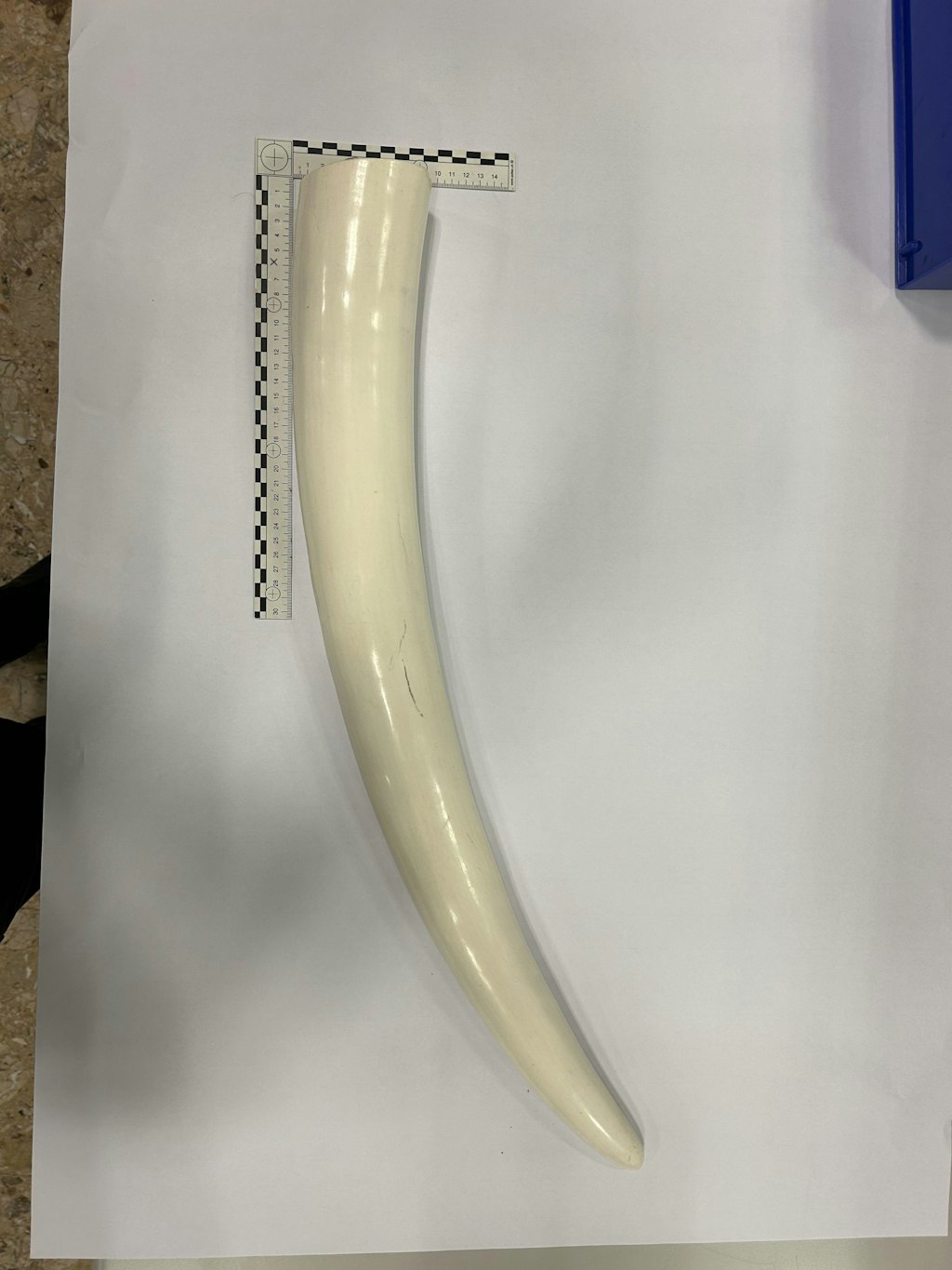 Une défense d'ivoire repose sur une table avec une règle à côté. La défense est protégée par la convention CITES.