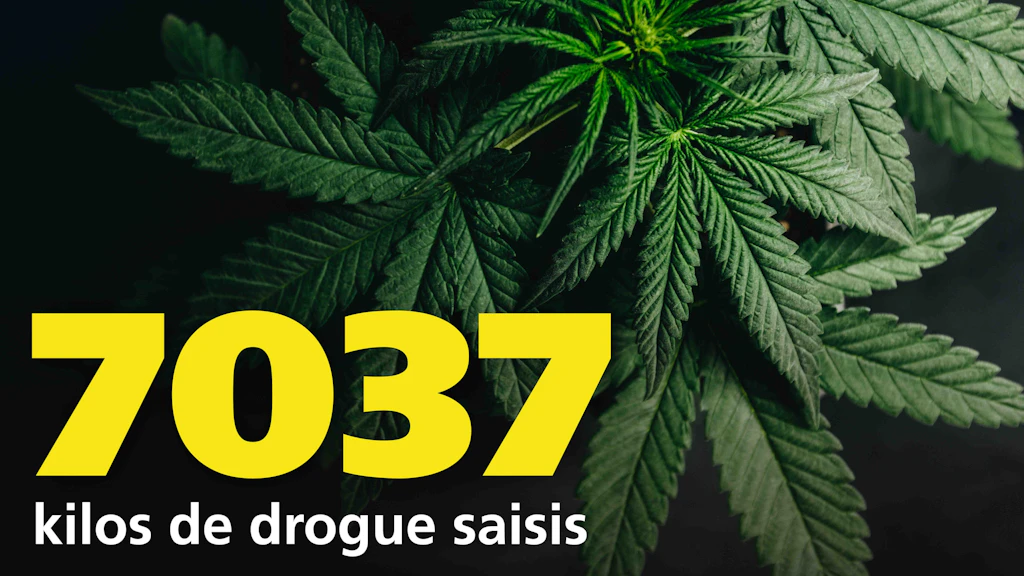 Plusieurs feuilles de marijuana superposees. Au premier plan, le chiffre 7037 en jaune, suivi du texte "kilogrammes de drogue saisis".  