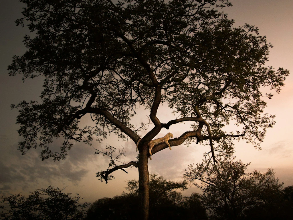 Un giaguaro è sdraiato su un ramo di un grande albero mentre il sole tramonta, tingendo il cielo di colori delicati.