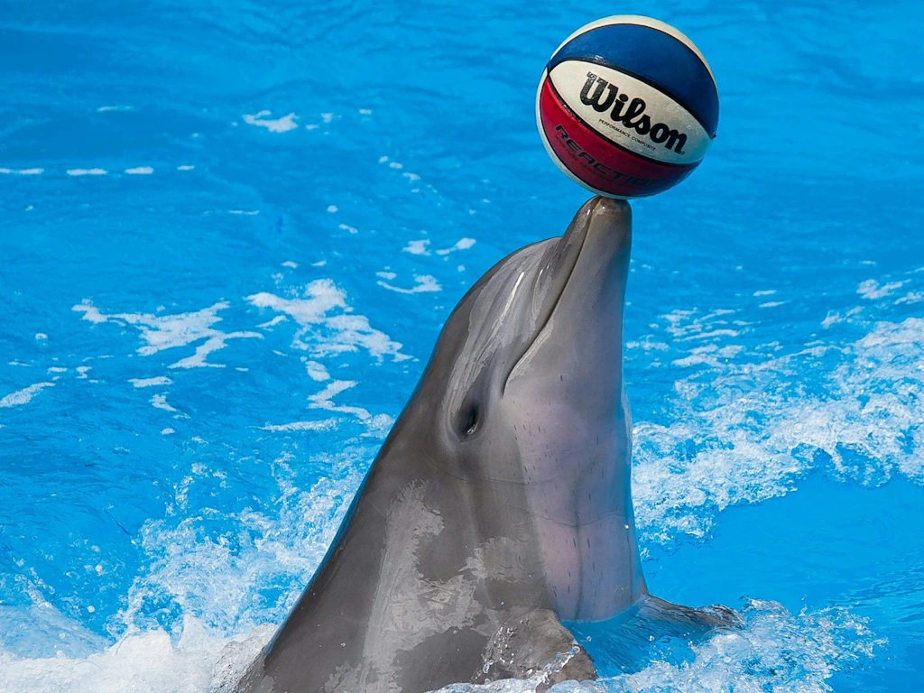 Un delfino bilancia una palla colorata sul muso nell'acqua blu.