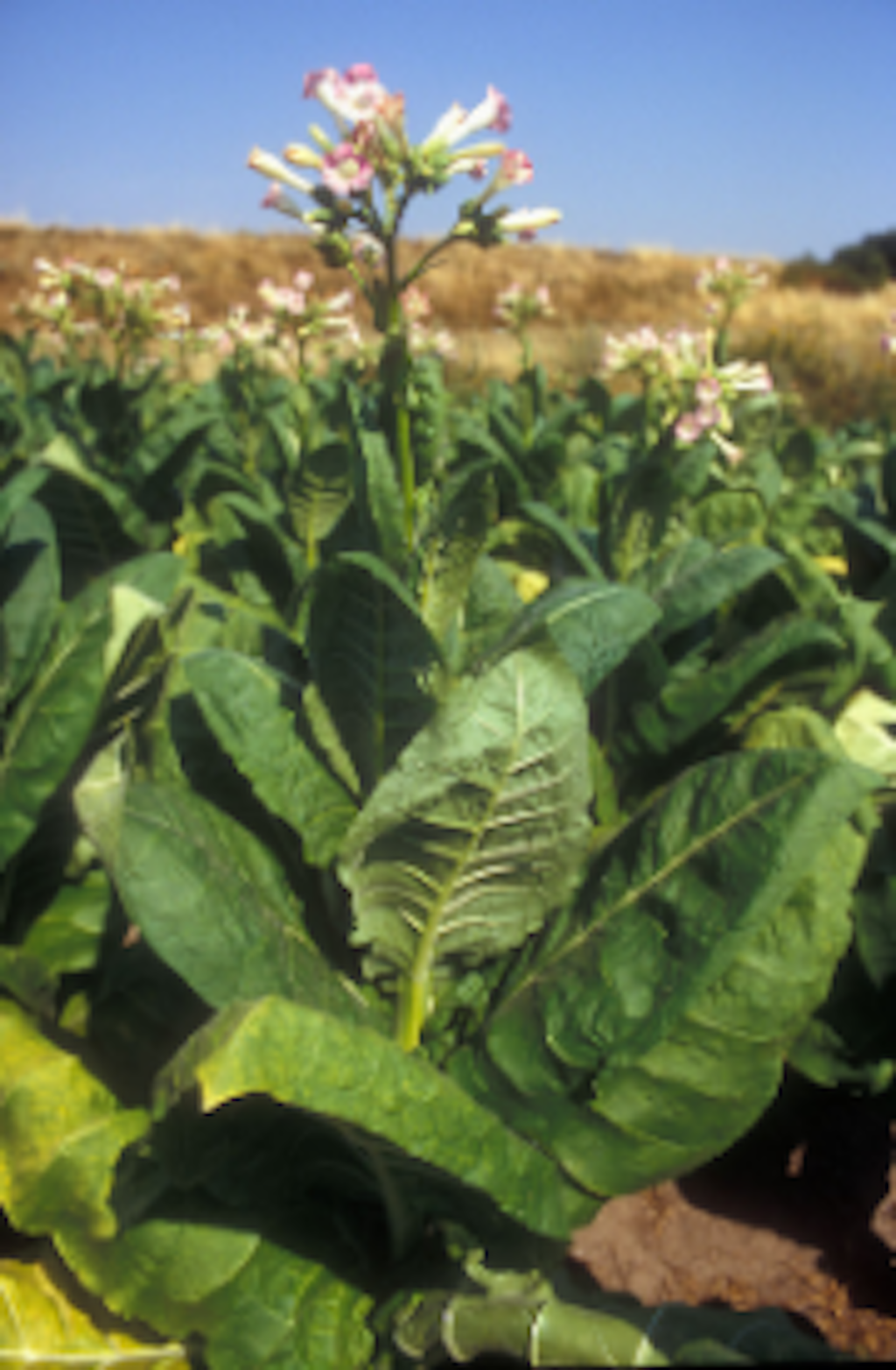 Una pianta di tabacco con grandi foglie verdi e fiori rosa-bianco si trova in un campo. Sullo sfondo si vede un cielo blu chiaro.