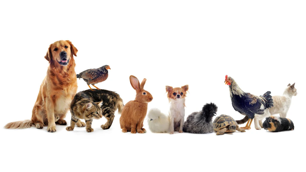 I seguenti animali sono in fila uno accanto all'altro su uno sfondo bianco: due cani, due gatti, quattro galline, un coniglio, una tartaruga e un porcellino d'India.