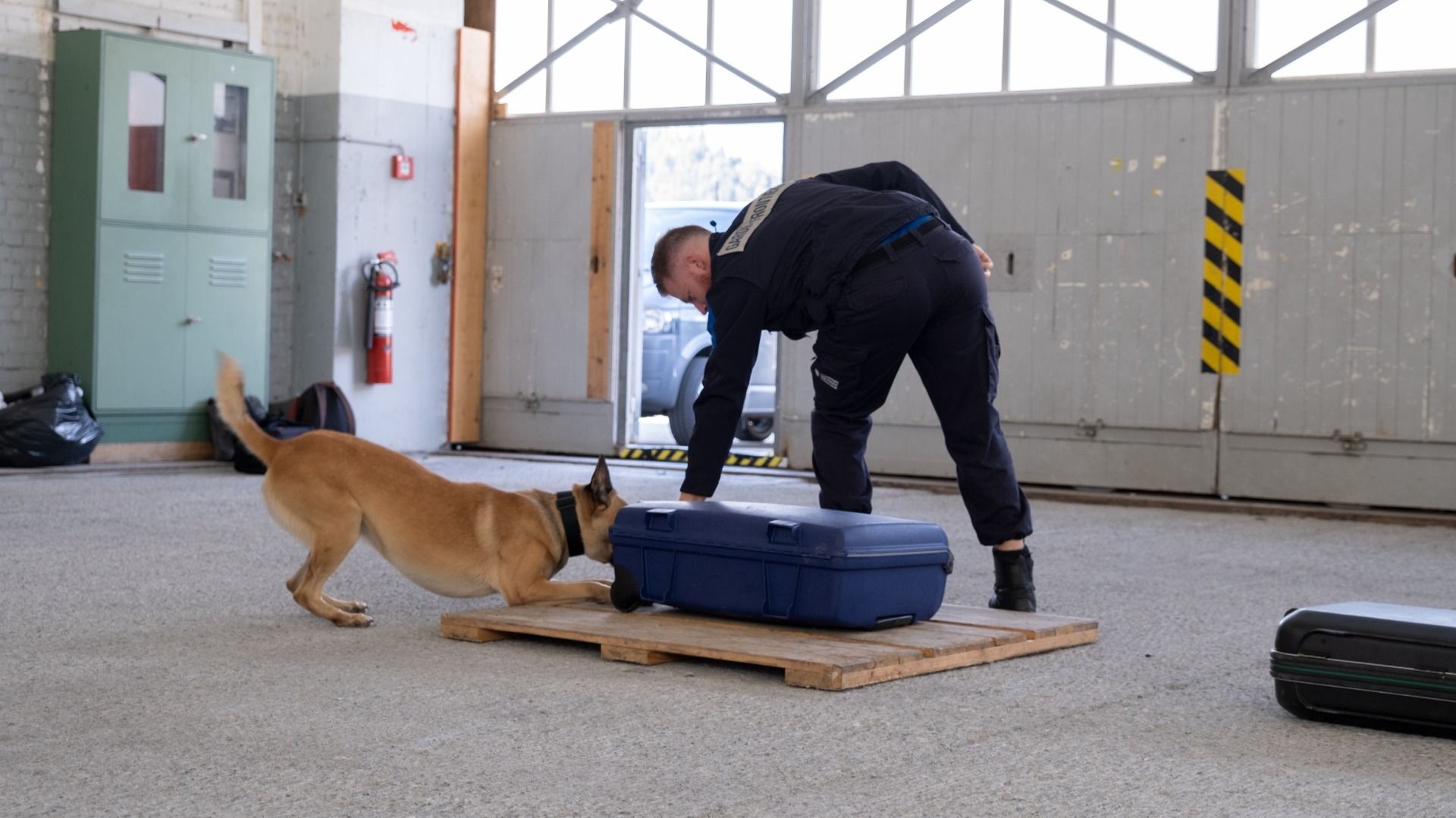 Un cane da servizio e una guardia di frontiera esaminano una valigia blu in un magazzino. Il cane annusa la valigia mentre la guardia di frontiera si inginocchia accanto.