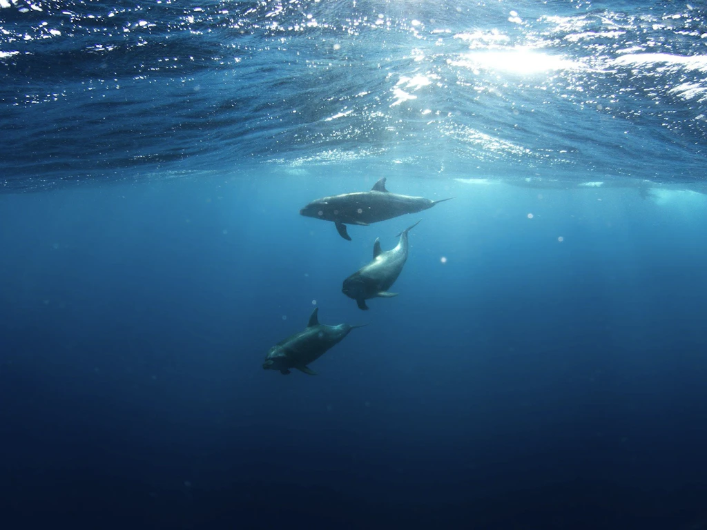 Tre delfini nuotano sott’acqua vicino alla superficie.