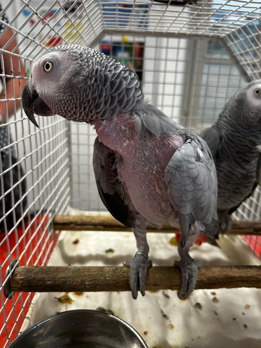 Due pappagalli grigi si trovano in una gabbia di metallo. Uno degli uccelli presenta una perdita di piume visibile su collo e petto. Gli animali appartengono a una specie protetta dalla CITES. 