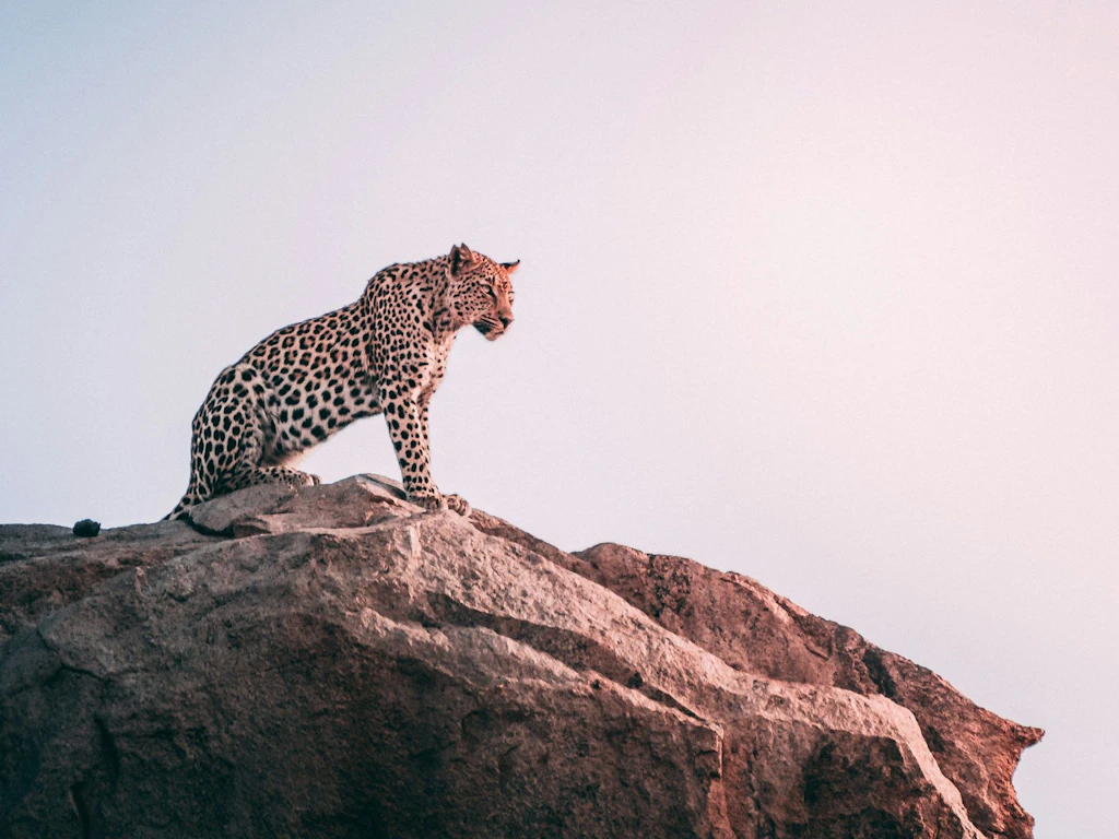 Un leopardo è seduto su una grande roccia e guarda attentamente in lontananza.