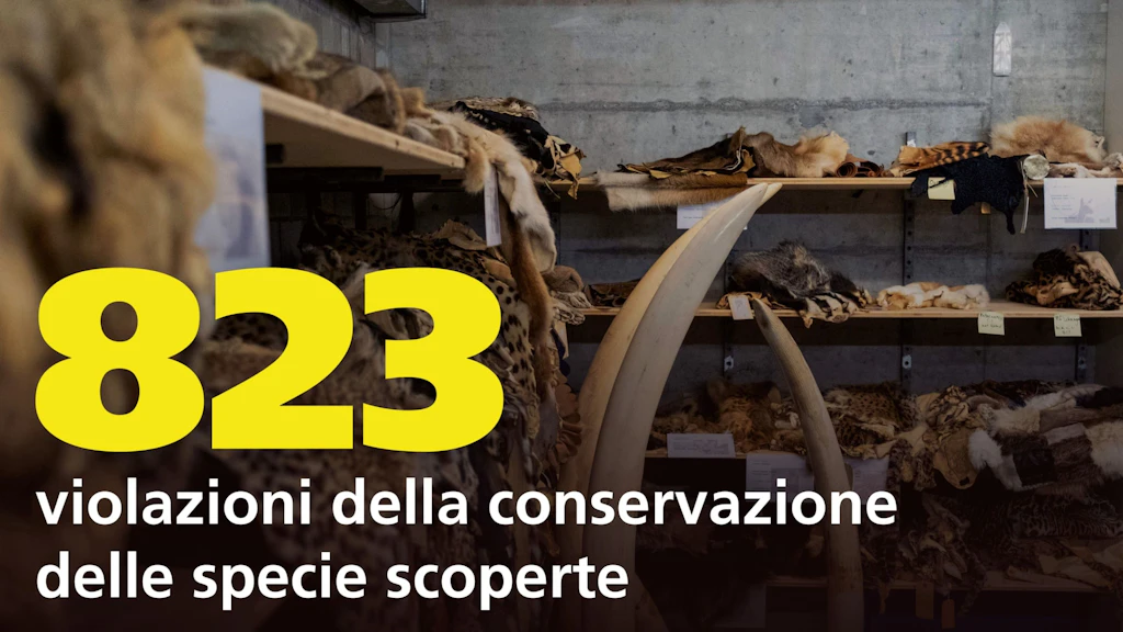 L’immagine mostra pelli di animali e avorio sequestrati in un magazzino. Il grande numero giallo 823 e il testo « violazioni della conservazione delle specie scoperte » evidenziano il numero di violazioni rilevate. L’immagine tratta il commercio illegale di specie protette.