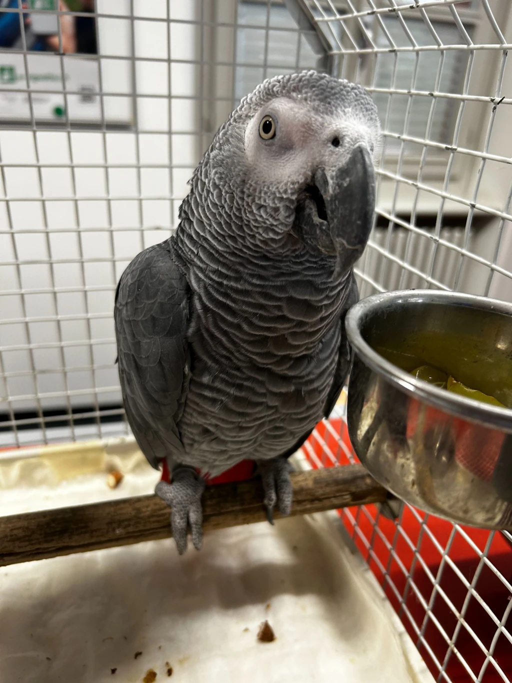 Un pappagallo grigio è posato su un trespolo all’interno di una gabbia. L’uccello appartiene a una specie protetta dalla Convenzione CITES e si trova in un ambiente controllato.