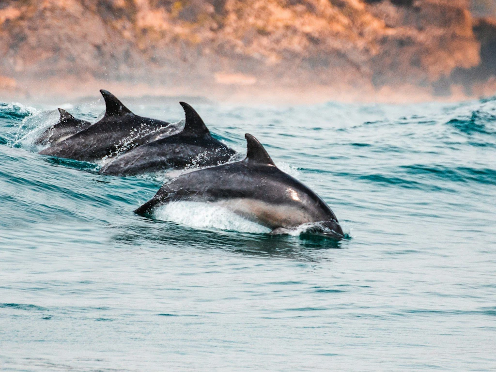 Tre delfini nuotano insieme sulla superficie dell'acqua, con una costa rocciosa sullo sfondo.