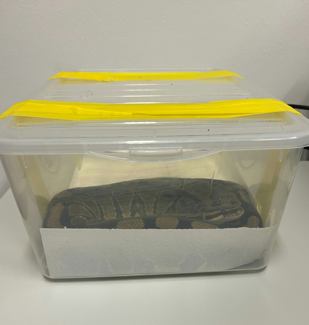 Un pitone giace arrotolato in una scatola di plastica trasparente chiusa con nastro adesivo giallo. L’animale è chiaramente visibile attraverso la parete della scatola.