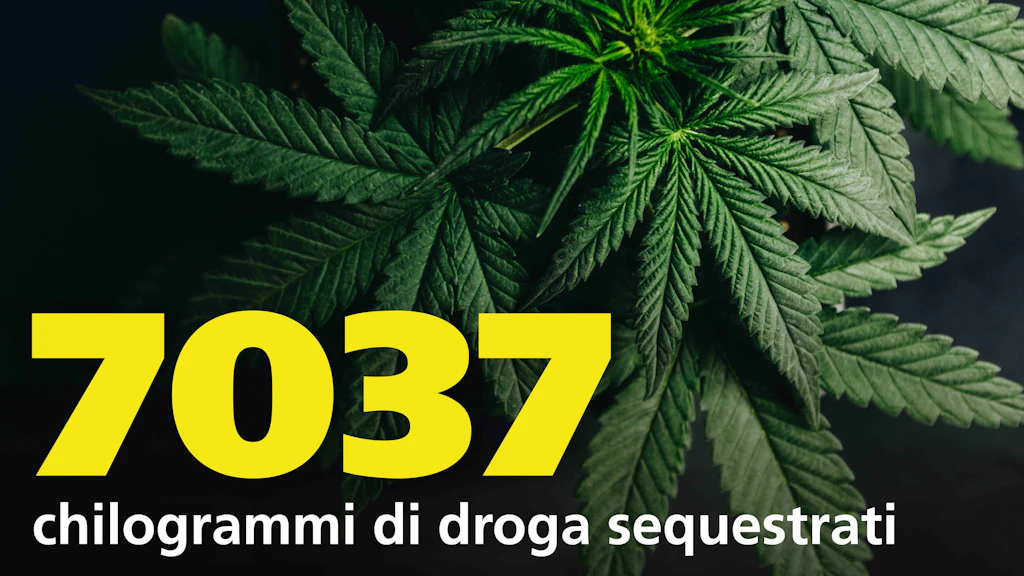 Diverse foglie di marijuana sovrapposte. In primo piano il numero 7037 in giallo e il testo "chilogrammi di droga sequestrati".  